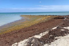 Belize-sargassum-1