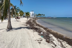 Belize-sargassum-2-rotated