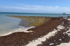 Belize-sargassum-3-rotated