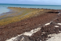 Belize-sargassum-4-rotated