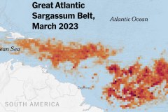 Great-Sargassum-Belt