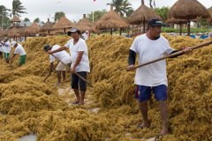 sargassum-seaweed